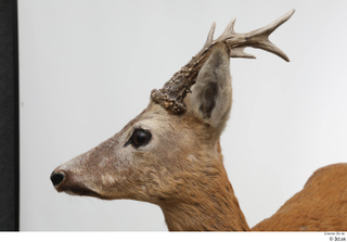 European roe deer head 0005.jpg